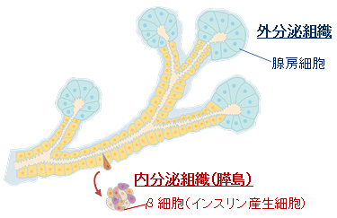 共同発表 発生段階で膵臓の外分泌組織を欠くマウスは 糖尿病になる