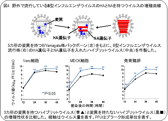 培養細胞で高い増殖能を持つＢ型インフルエンザウイルスの作出に成功