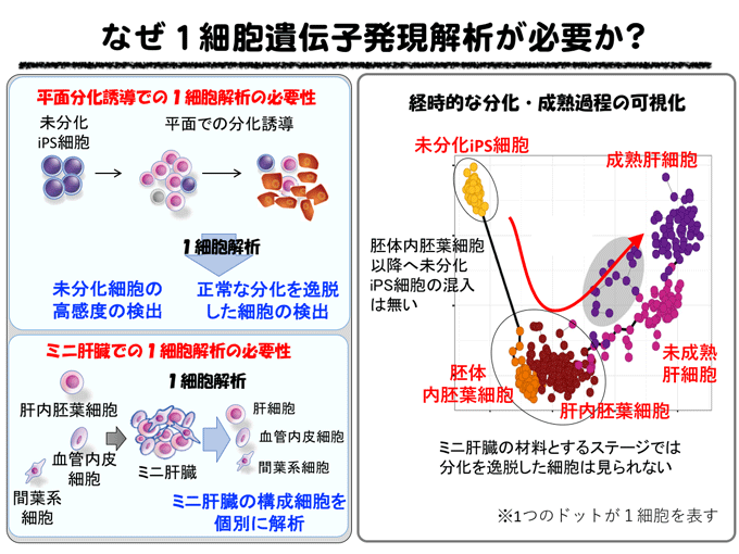 図２　なぜ１細胞遺伝子発現解析が必要か？