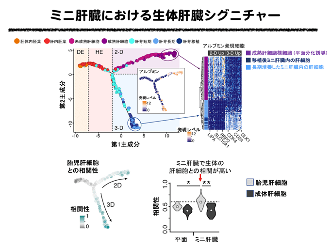 図３　ミニ肝臓における生体肝臓シグニチャー