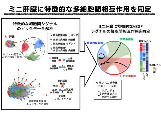 図４　ミニ肝臓に特徴的な多細胞間相互作用を同定