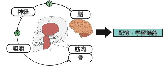 共同発表 マウスモデルで咀嚼刺激の低下が記憶 学習機能を障害するメカニズムを解明 よく噛むことが成長期の高次脳機能の発達に重要である可能性