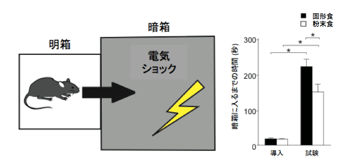 図２　行動実験（受動回避試験）