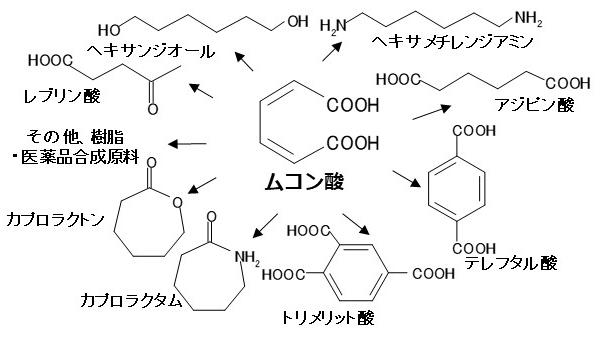 図１　ムコン酸から合成できる多様なポリマー原料