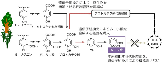 図２　組換えＰｓｅｕｄｏｍｏｎａｓ属微生物株の代謝経路イメージ