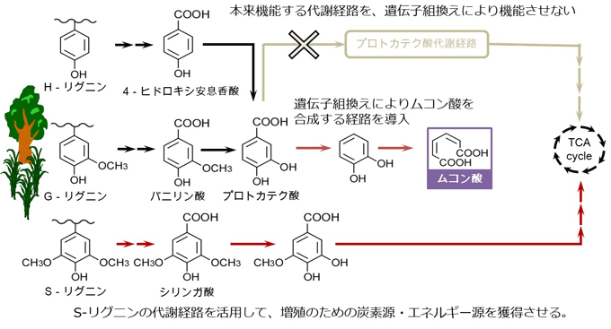 図３　組換えＳｐｈｉｎｇｏｂｉｕｍ属微生物株の代謝経路イメージ