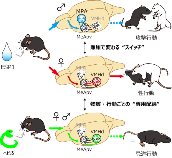 特定の化学感覚シグナルが個体の本能的な行動を変化させるための神経基盤
