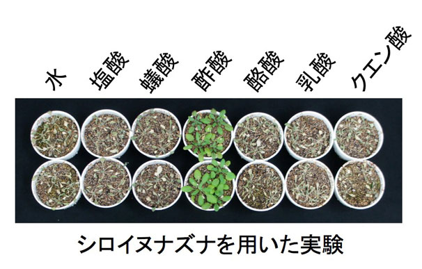 酢酸による植物の乾燥耐性強化