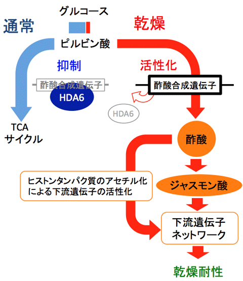 植物の新規乾燥耐性機構：酢酸－ジャスモン酸経路