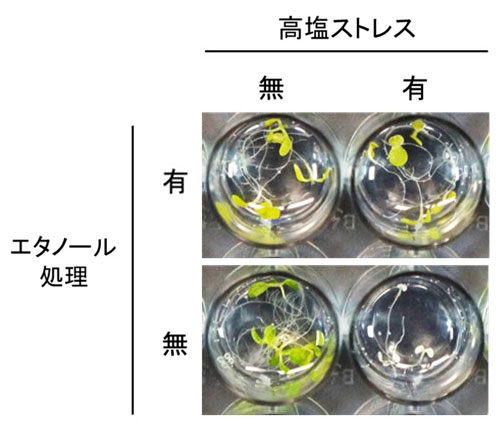 図１　エタノール処理は耐塩性を高める