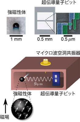 図１　超伝導量子ビットを介したマグノンの個数状態の観測システムの概念図