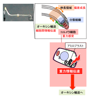 図１　シロイヌナズナの主根における重力屈性反応