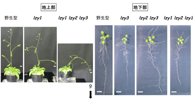 図３　ＬＺＹの機能欠損は主軸の重力屈性に加え、側枝及び側根の伸長方向に影響する