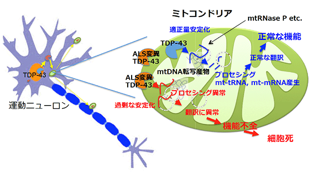 図　正常なＴＤＰ－４３の働きとＡＬＳ変異を持つＴＤＰ－４３の働きとの違い