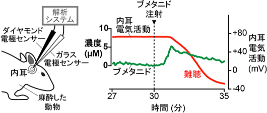 図４　内耳での利尿薬ブメタニドの反応（右）