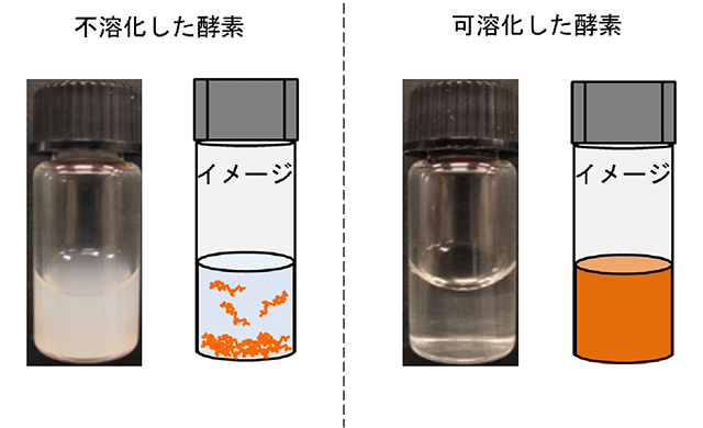 図１　不溶化した酵素と可溶化した酵素のイメージ