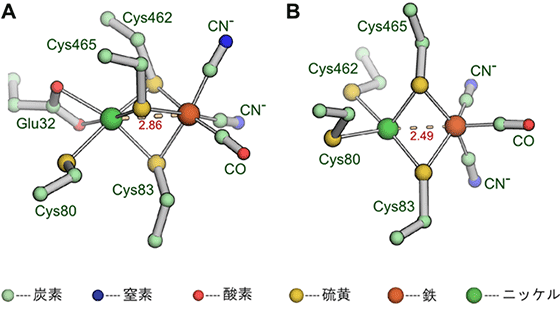 図２　ＮＡＤ＋還元［ＮｉＦｅ］ヒドロゲナーゼの水素酸化還元部位の構造（Ａ：酸化型、Ｂ：還元型）