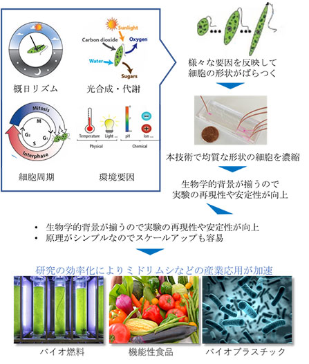 図３　本研究成果の応用展開の展望