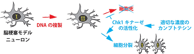 図１　脳梗塞モデルニューロンの細胞分裂