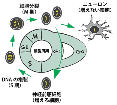 図２　ニューロンと細胞周期