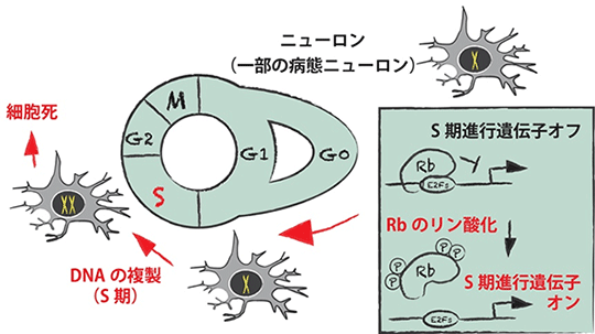 図３　ニューロンの細胞周期と細胞