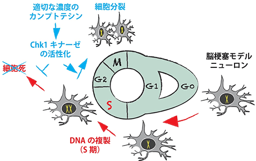 図４　脳梗塞モデルニューロンの細胞分裂