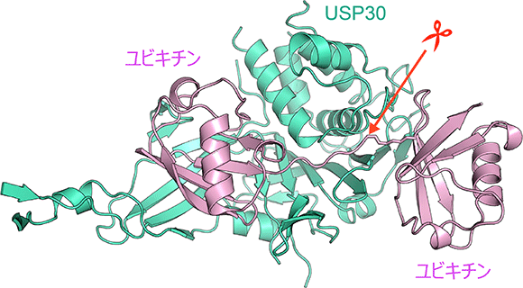 図２　Ｌｙｓ６鎖が結合したＵＳＰ３０の立体構造