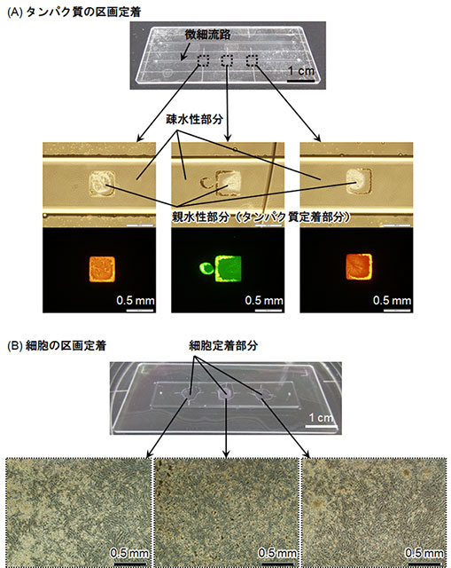 図３　流路内に区画定着された光るタンパク質および細胞の写真