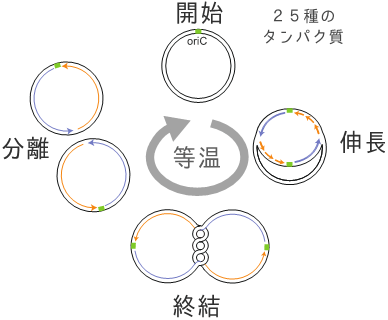図１　複製サイクル再構成系
