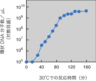 図２　複製サイクル再構成系における環状ＤＮＡ分子の指数増幅