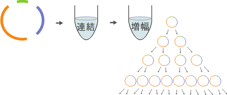 図３　無細胞クローニング