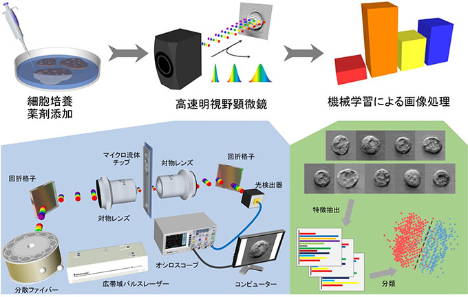 図１　本研究における細胞の薬剤応答検出の流れと高速明視野顕微鏡の模式図