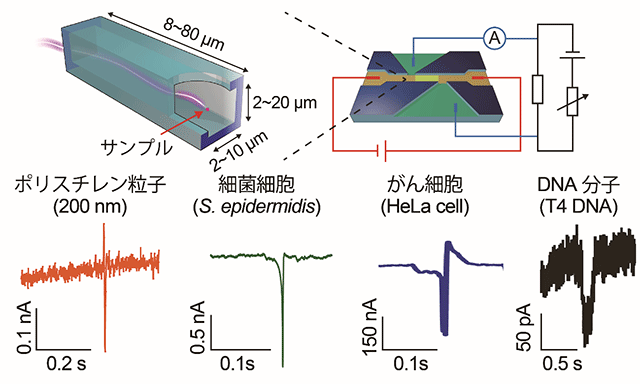 図１　ブリッジ回路を搭載した電流計測システムの概念図とその計測システムを用いたポリスチレン粒子、細菌細胞、がん細胞、ＤＮＡ分子の検出結果