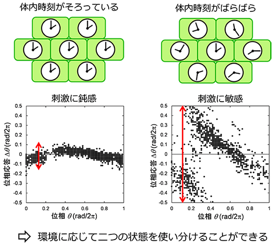 図１　細胞間の同期状態の変化による位相応答の変化