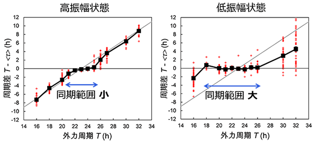 図２　概日リズムの振幅の変化による同期範囲の変化