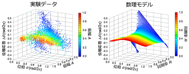 図３　実験データと数理モデルにより得られた位相応答曲線