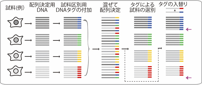 図１　複数のＤＮＡ試料を一度に配列決定するマルチプレックス法