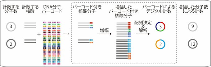 図２　ＤＮＡ分子バーコード法を用いた核酸分子のデジタル計数法