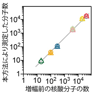 図３　増幅前のバーコード付きＤＮＡの分子数と開発した手法で測定した分子数の関係