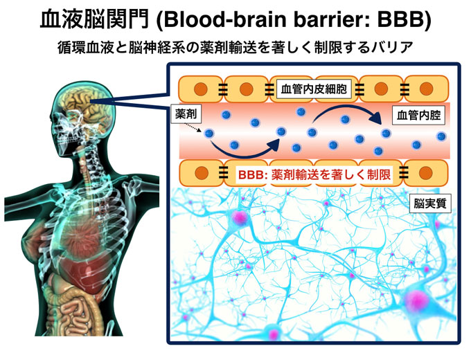 図１　血液脳関門概念図
