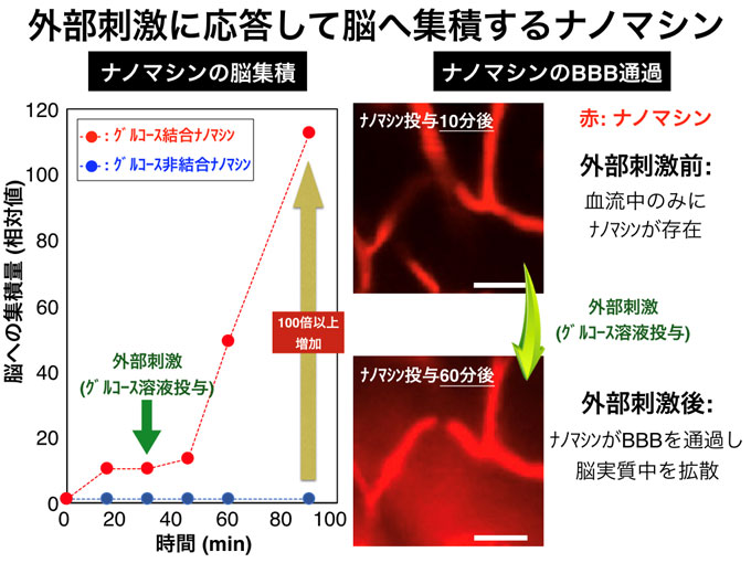 図３　外部刺激(グルコース投与)に応答して脳へ集積するナノマシン