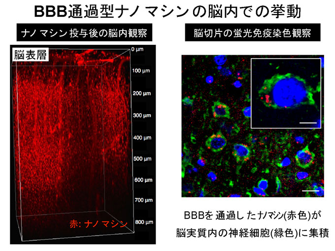 図４　ＢＢＢ通過型ナノマシンの脳内での挙動