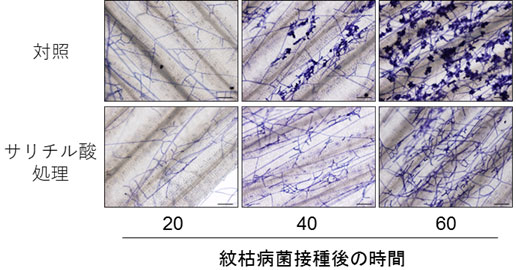 図２　サリチル酸処理した葉の表面における紋枯病菌糸の様子