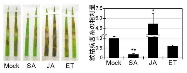 図４　各種植物ホルモンを処理したミナトカモジグサ葉に対する紋枯病菌の接種試験