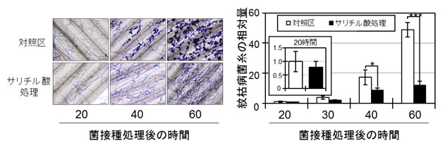 図５　サリチル酸を処理したミナトカモジグサ葉での紋枯病菌の感染