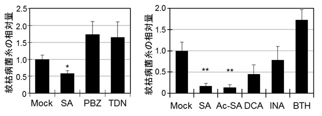 図７　各種薬剤を処理したミナトカモジグサ葉に対する紋枯病菌の接種試験