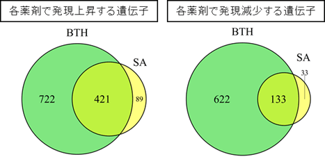 図８　サリチル酸（ＳＡ）とアシベンゾラル－Ｓ－メチル（ＢＴＨ）をそれぞれ処理したミナトカモジグサ葉において、２４時間後に発現が上昇（左）、または減少（右）する遺伝子群の種類と数の比較