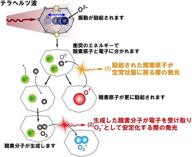 テラヘルツパワー 量子波リストバンド ブレスレット - 腕時計