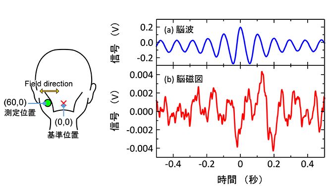 図２－１　ＴＭＲ磁気センサで測定したα波由来の脳磁図と脳波の比較