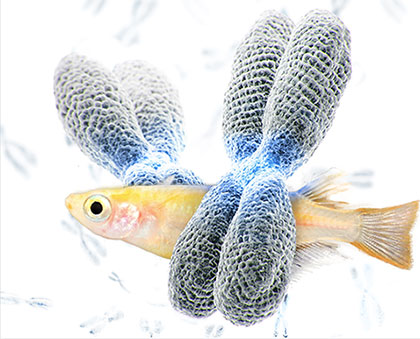 メダカのセントロメアDNA配列の部分的解読に成功